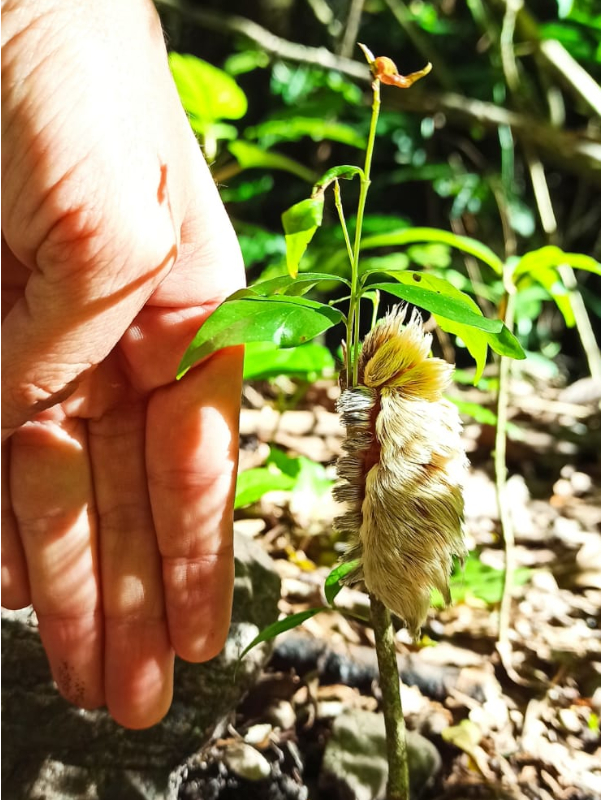 The valuable natural treasure protected by El Morado.